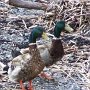 Deux canards Colvert qui se promenaient chaque matin